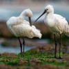 Kolpik bily - Platalea leucorodia - Eurasian Spoonbill o3302